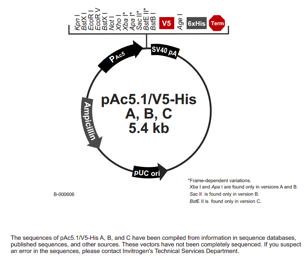 pAc5.1-V5-HisA载体图谱